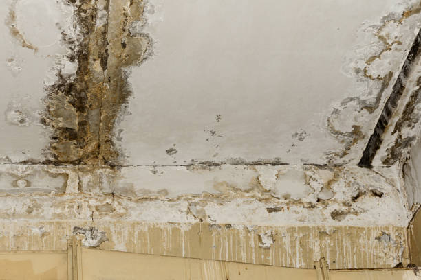 Best Airborne Mold Testing  in Ravenel, SC