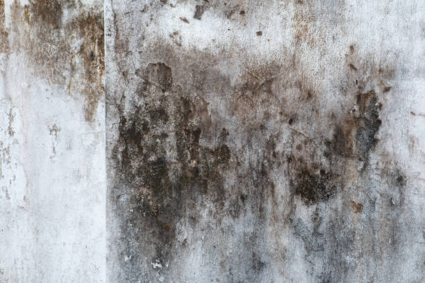 Best Comprehensive Air Testing for Mold Contaminants  in Ravenel, SC