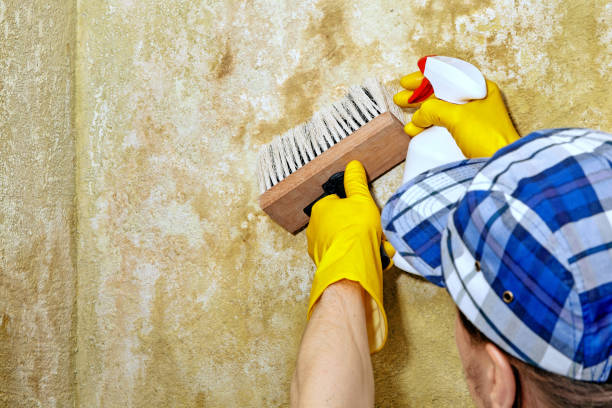 Mold Remediation for Rental Properties in Ravenel, SC
