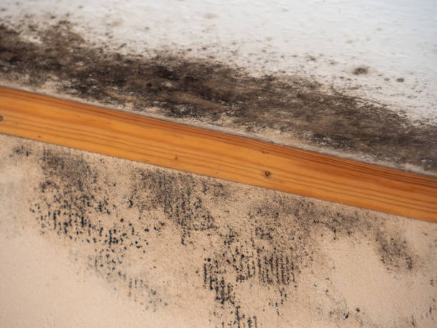 Environmental Consulting for Mold Prevention in Ravenel, SC