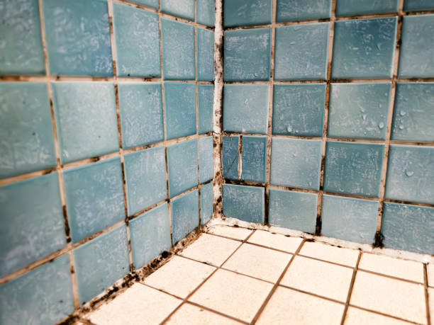 Best Attic Mold Removal  in Ravenel, SC