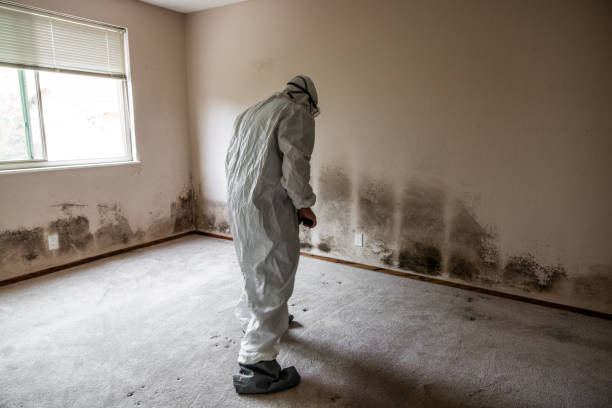 Professional Mold Removal in Ravenel, SC